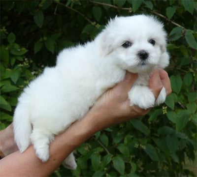 Chiot N°5 - Coton de Tulear