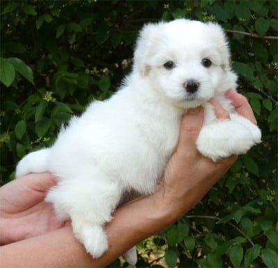 Chiot N°2 - Coton de Tulear