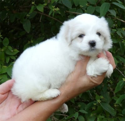 Chiot N°4 - Coton de Tulear