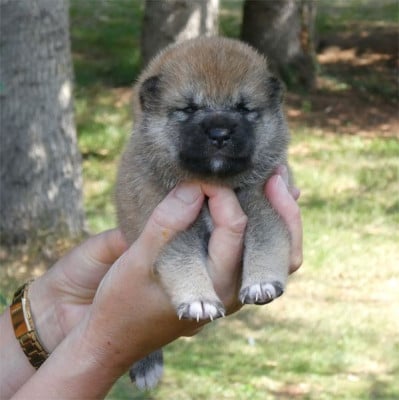 Les chiots de Shiba