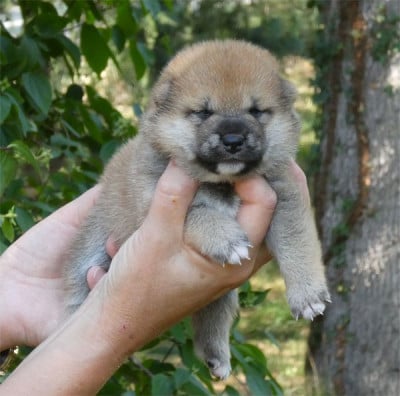 Les chiots de Shiba