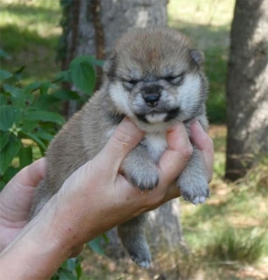 Les chiots de Shiba