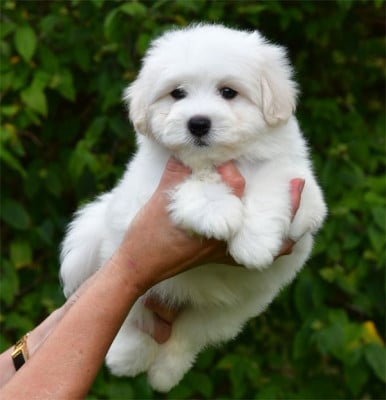 Les chiots de Coton de Tulear