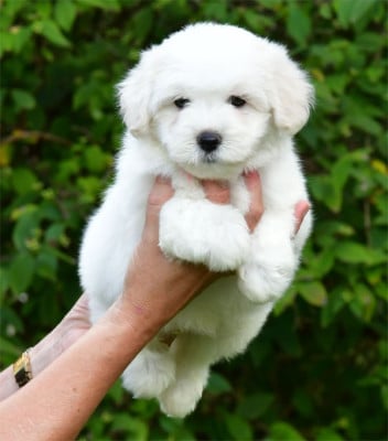 Les chiots de Coton de Tulear