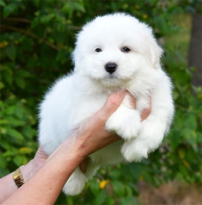 Les chiots de Coton de Tulear