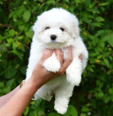 Les chiots de Coton de Tulear