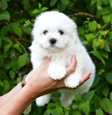 Les chiots de Coton de Tulear