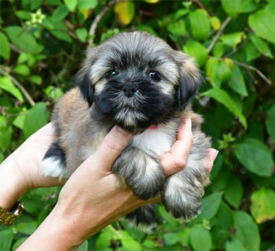 Les chiots de Lhassa Apso