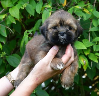 Les chiots de Lhassa Apso