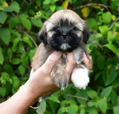 Les chiots de Lhassa Apso