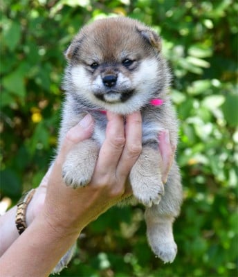 Les chiots de Shiba