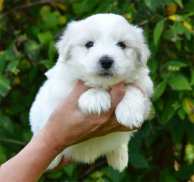 Les chiots de Coton de Tulear