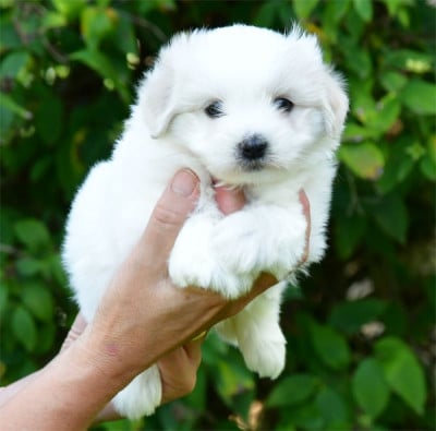 Les chiots de Coton de Tulear