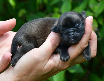Les chiots de Epagneul tibetain