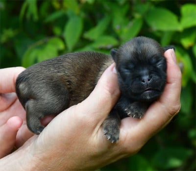 Les chiots de Epagneul tibetain