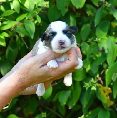 Les chiots de Coton de Tulear