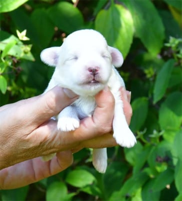 Les chiots de Coton de Tulear