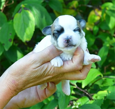 Les chiots de Coton de Tulear