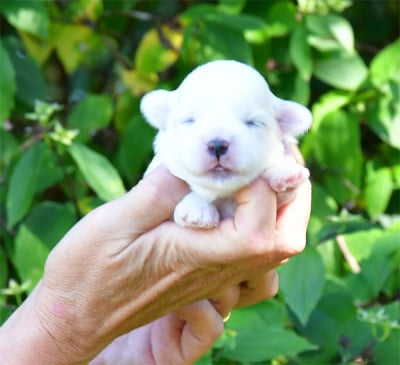 Les chiots de Coton de Tulear
