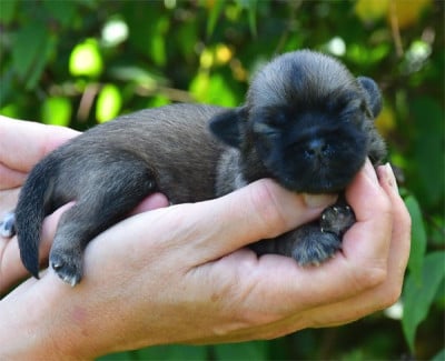 Les chiots de Epagneul tibetain