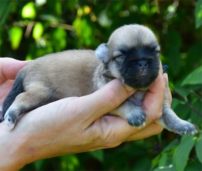 Les chiots de Epagneul tibetain