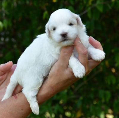 Les chiots de Coton de Tulear