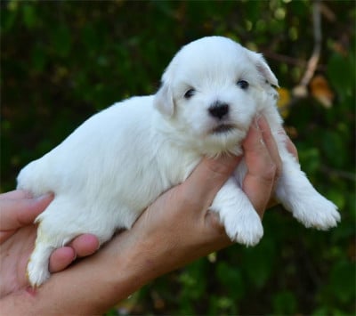 Les chiots de Coton de Tulear
