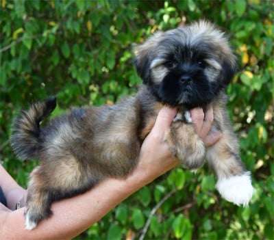 Les chiots de Lhassa Apso
