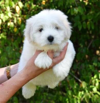 Les chiots de Coton de Tulear