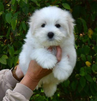 Les chiots de Coton de Tulear