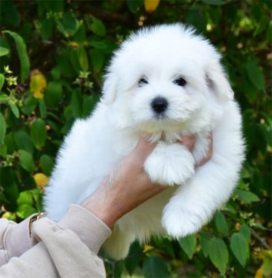 Les chiots de Coton de Tulear