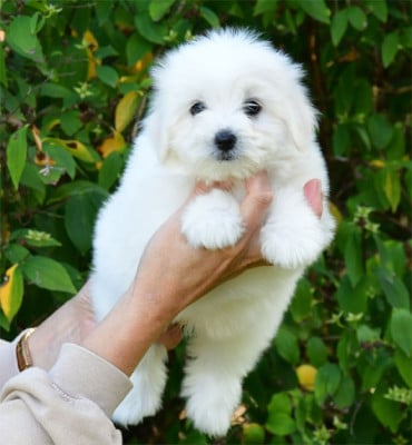 Les chiots de Coton de Tulear