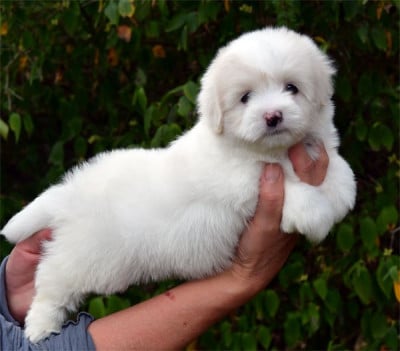 Les chiots de Coton de Tulear