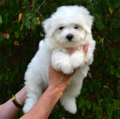 Chiot N°2 - Coton de Tulear