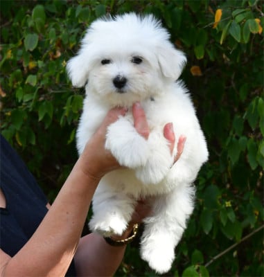Chiot N°3 - Coton de Tulear