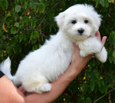 Chiot N°4 - Coton de Tulear