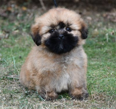 Lhassa Apso