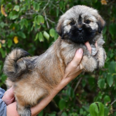 Les chiots de Lhassa Apso