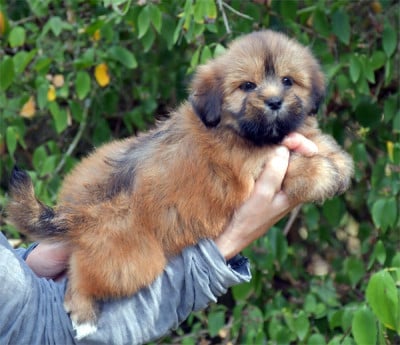 Les chiots de Lhassa Apso