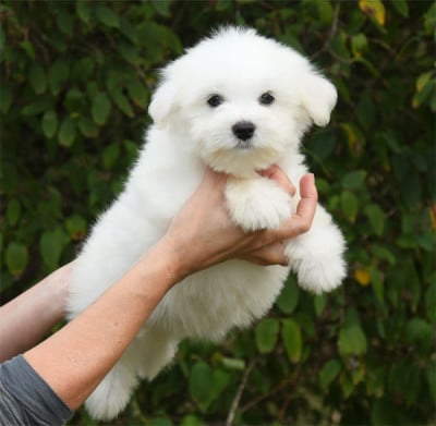 Chiot N°1 - Coton de Tulear