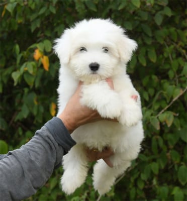 Coton de Tulear