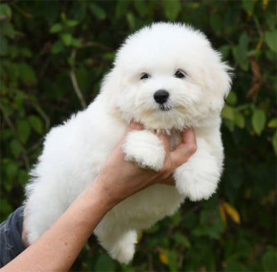 Chiot N°3 - Coton de Tulear