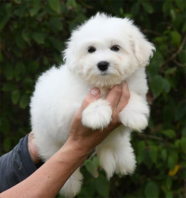 Chiot N°4 - Coton de Tulear