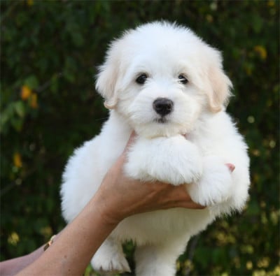 Les chiots de Coton de Tulear