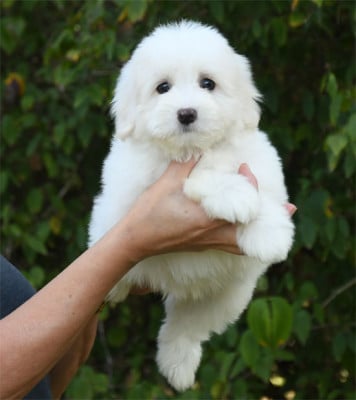 Les chiots de Coton de Tulear