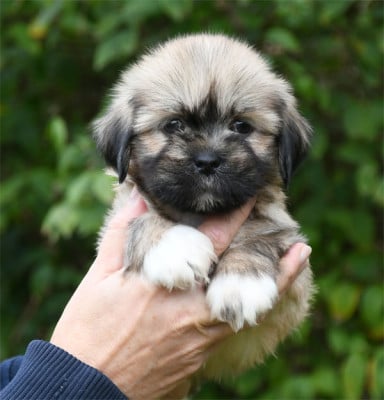 Les chiots de Lhassa Apso