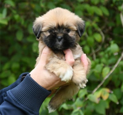 Les chiots de Lhassa Apso