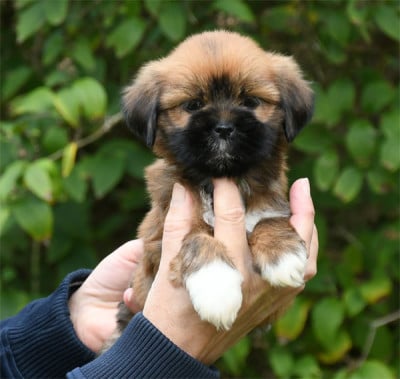 Les chiots de Lhassa Apso
