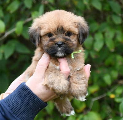 Les chiots de Lhassa Apso