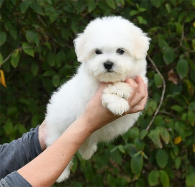 Les chiots de Coton de Tulear